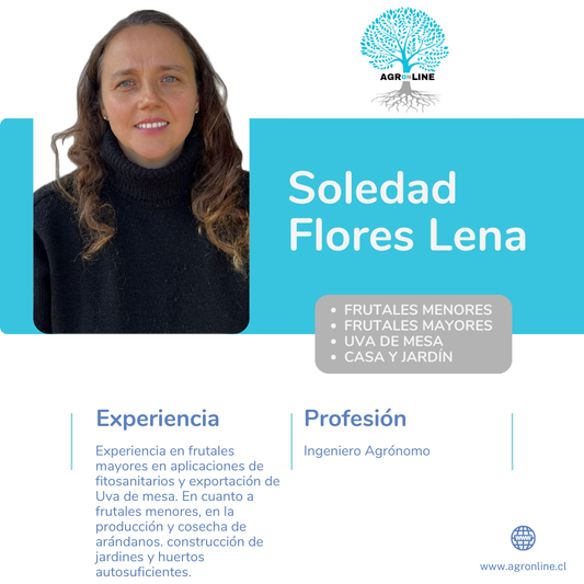 Soledad	Flores Lena